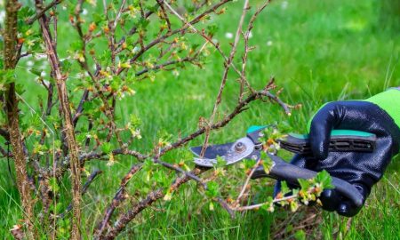 обрезка крыжовника