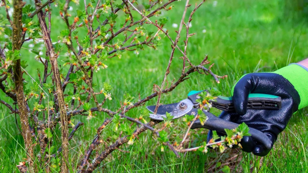обрезка крыжовника