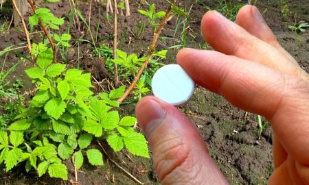 аспирин для малины