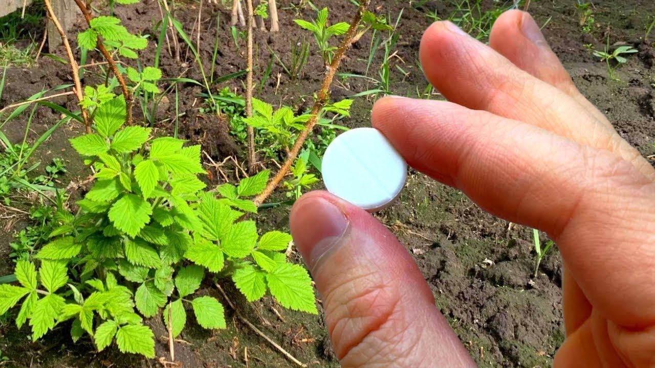 аспирин для малины