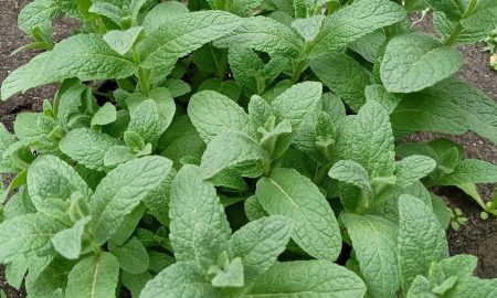 мята в огороде
