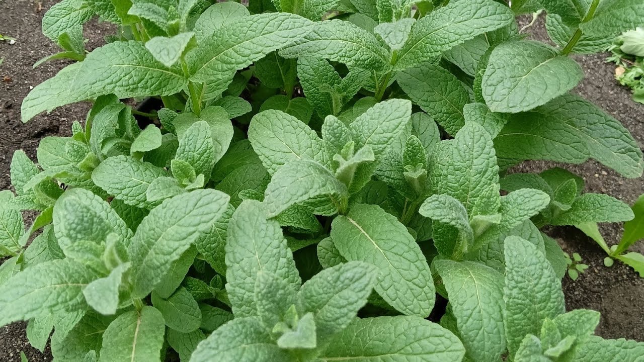 мята в огороде