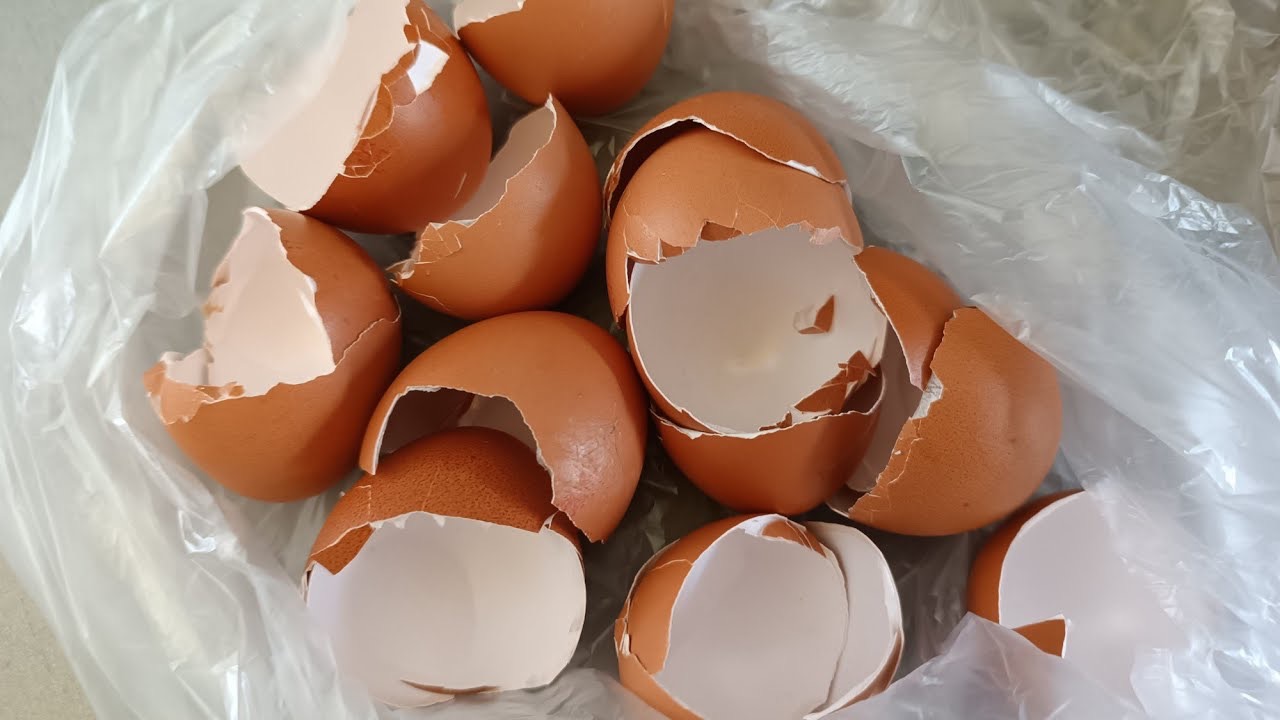 яичная скорлупа