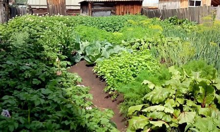 маленький огород