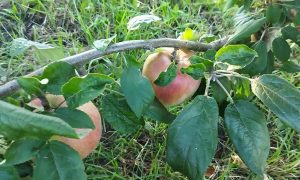 яблоки на яблоне