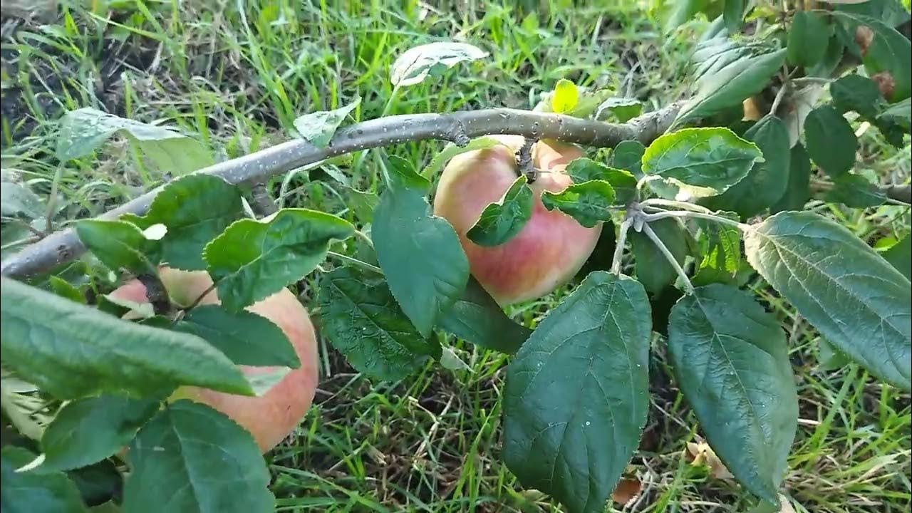 яблоки на яблоне