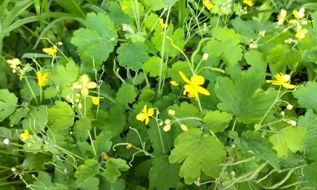 чистотел растёт