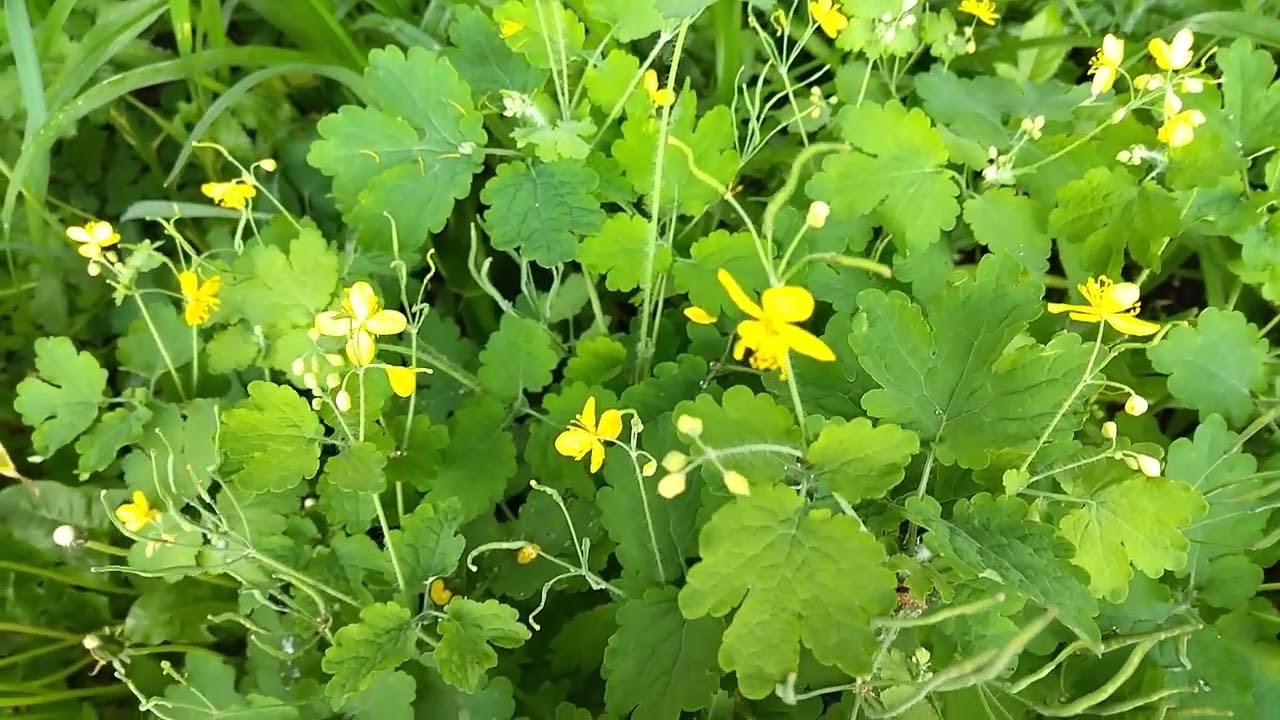 чистотел растёт