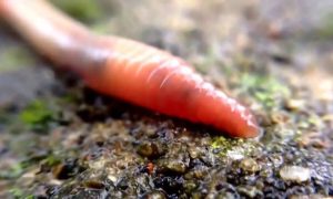 дождевой червь