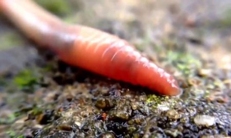 дождевой червь