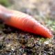 дождевой червь