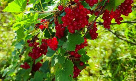 красная смородина