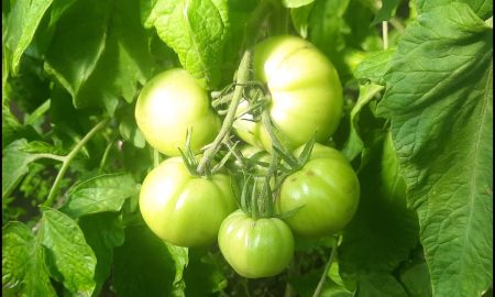 томаты наливаются