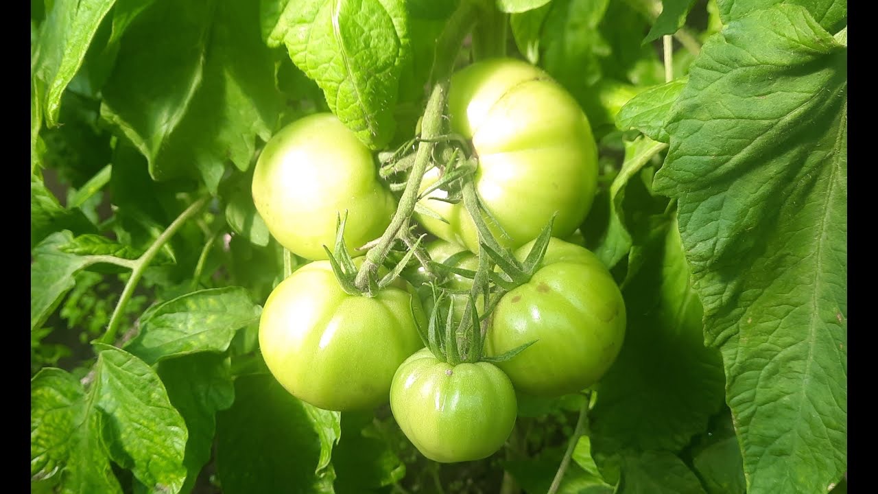 томаты наливаются