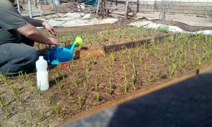 подкормка чеснока