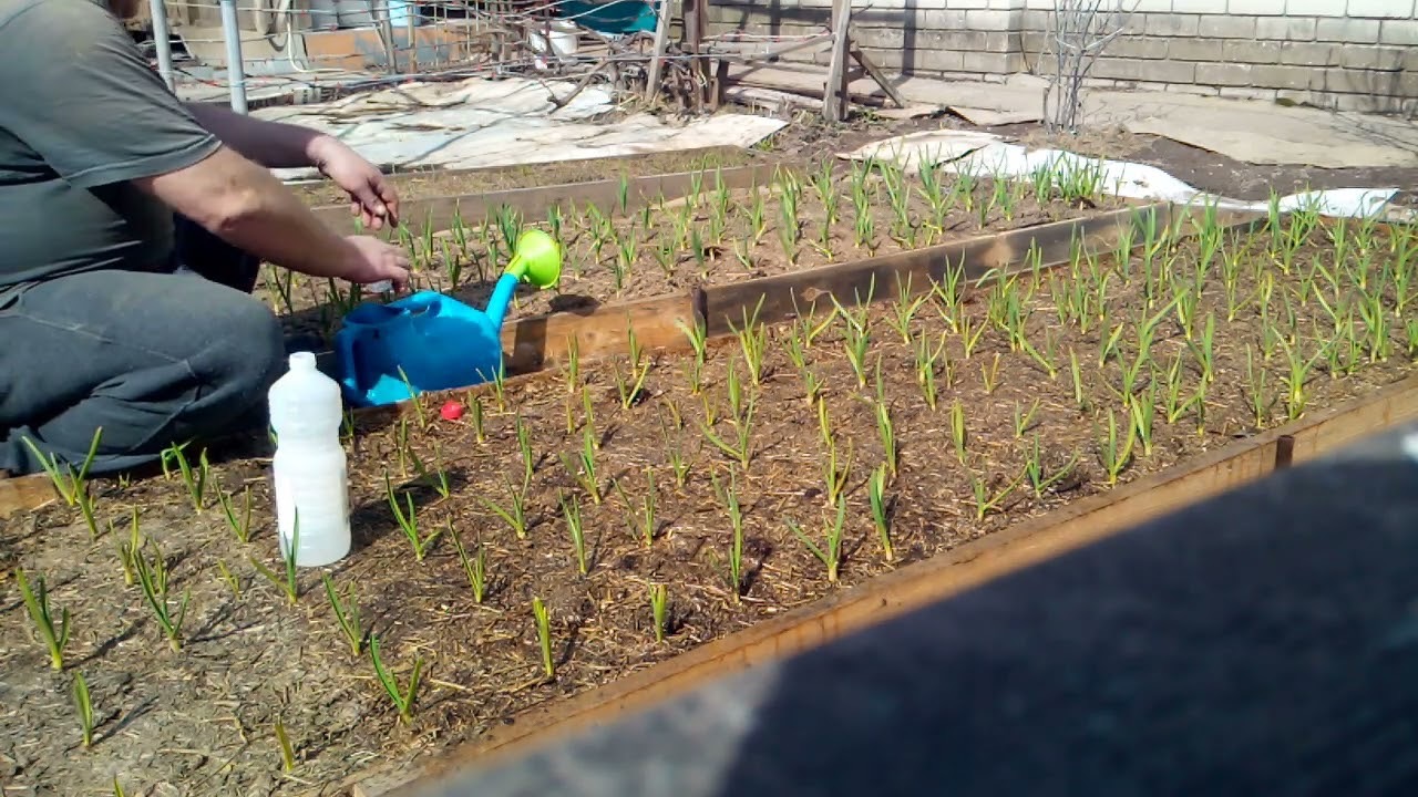 подкормка чеснока