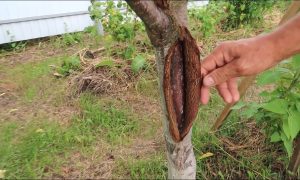 отслоилась кора у дерева