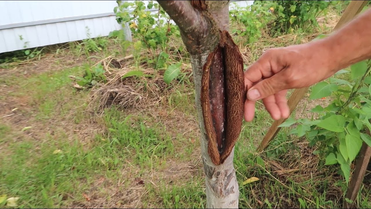 отслоилась кора у дерева