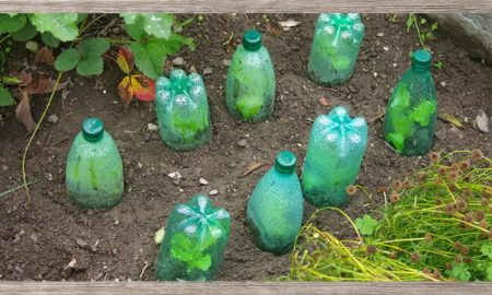 пластиковые бутылки в огороде
