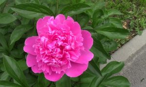 пион цветёт