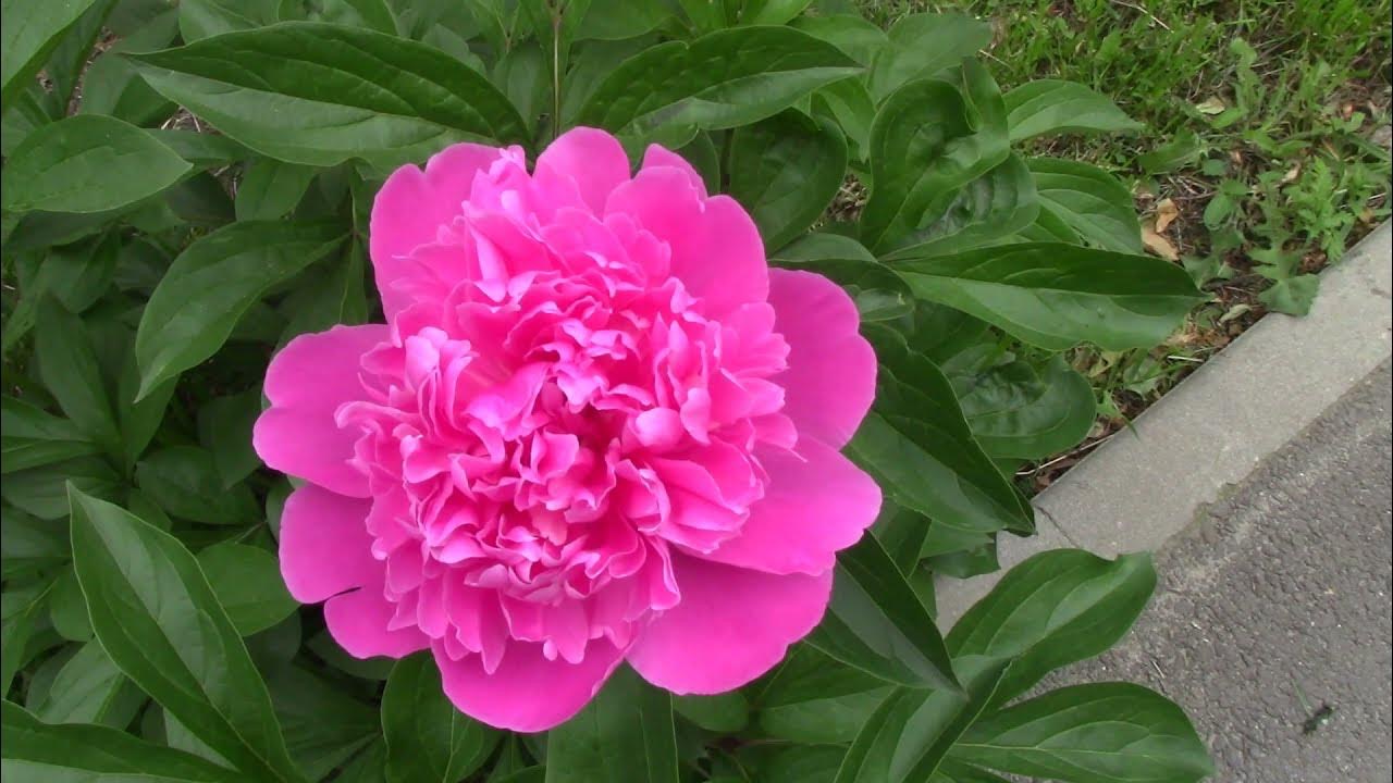 пион цветёт