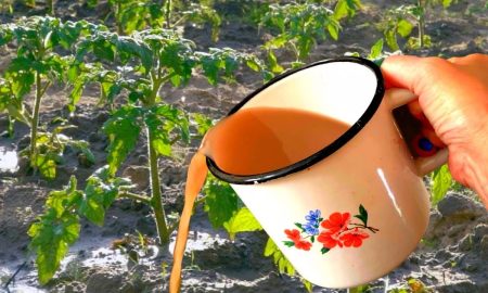 подкормка для рассады томатов