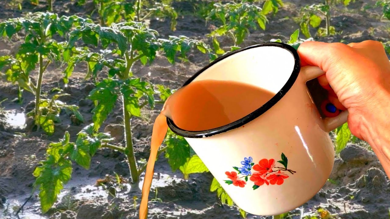 подкормка для рассады томатов