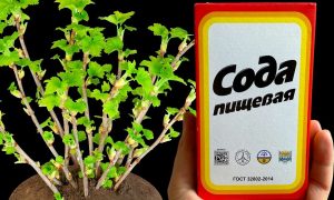 обработка смородины содой