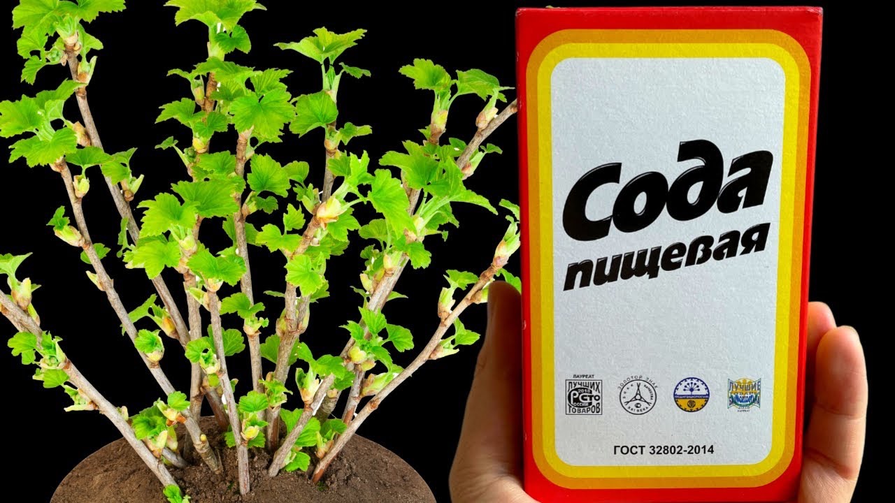 обработка смородины содой