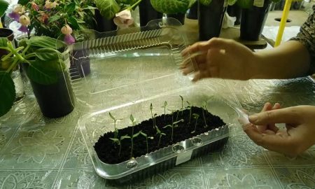 ростки перцев