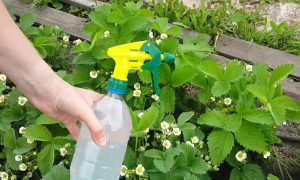 обработка клубники