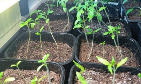 рассада вытянулась