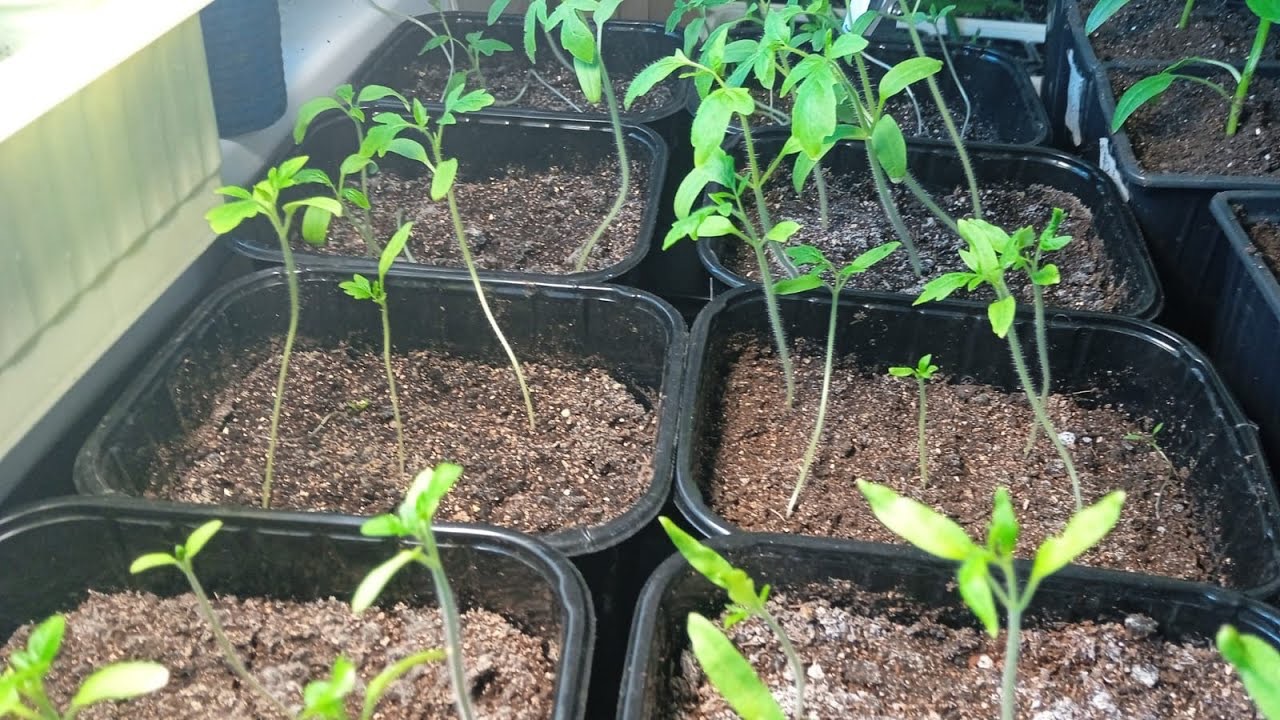 рассада вытянулась