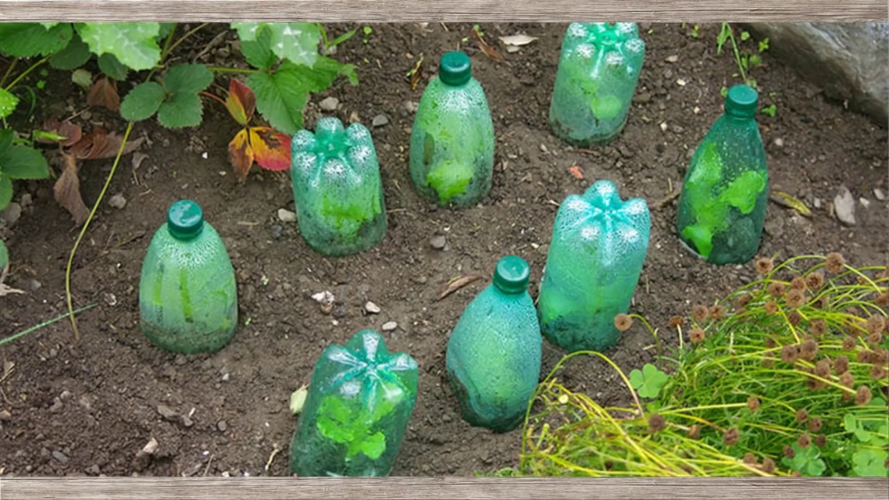 пластиковые бутылки в огороде