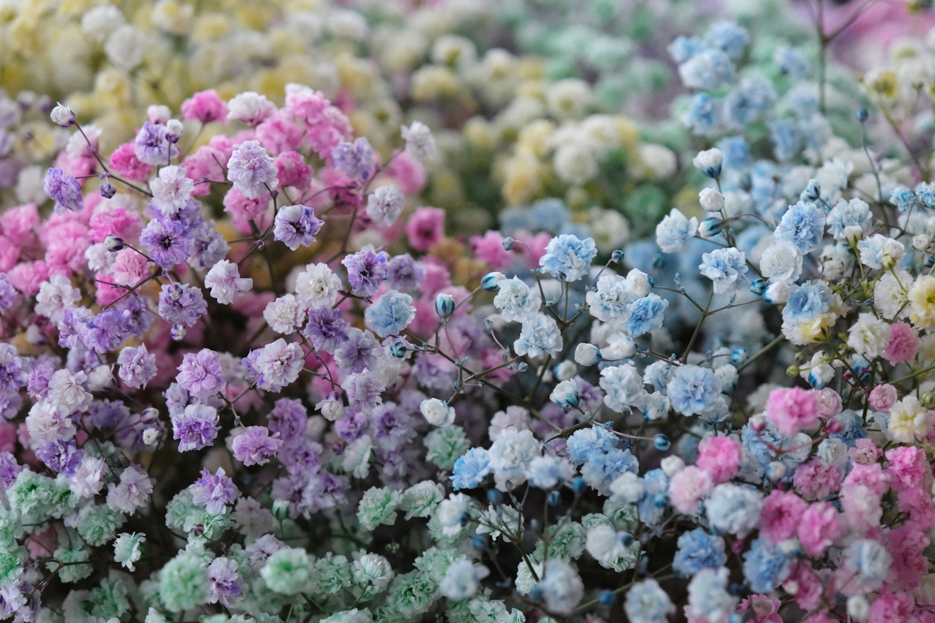 Гипсофила цветы