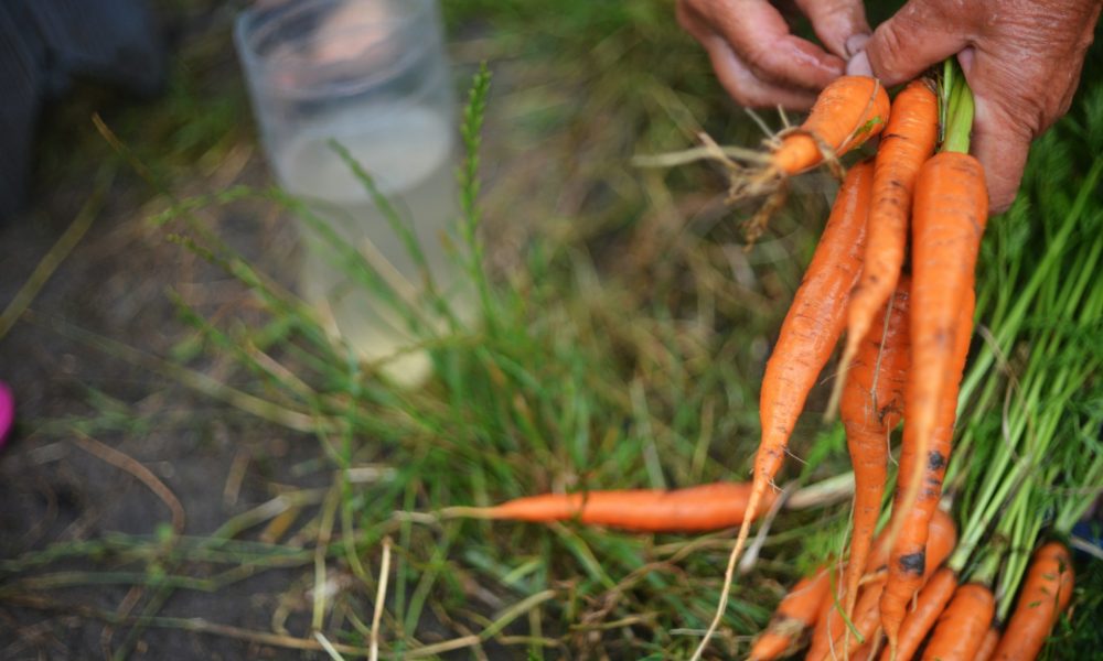 Урожай моркови