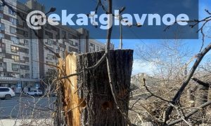 Уничтоженные в Екатеринбурге липы