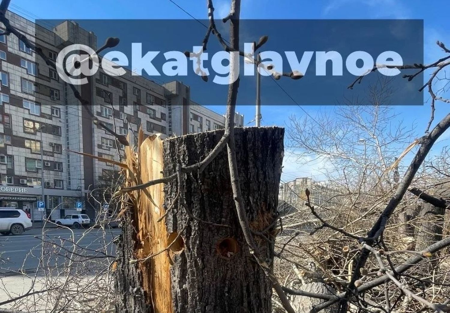 Уничтоженные в Екатеринбурге липы