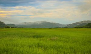 Зеленый луг летом