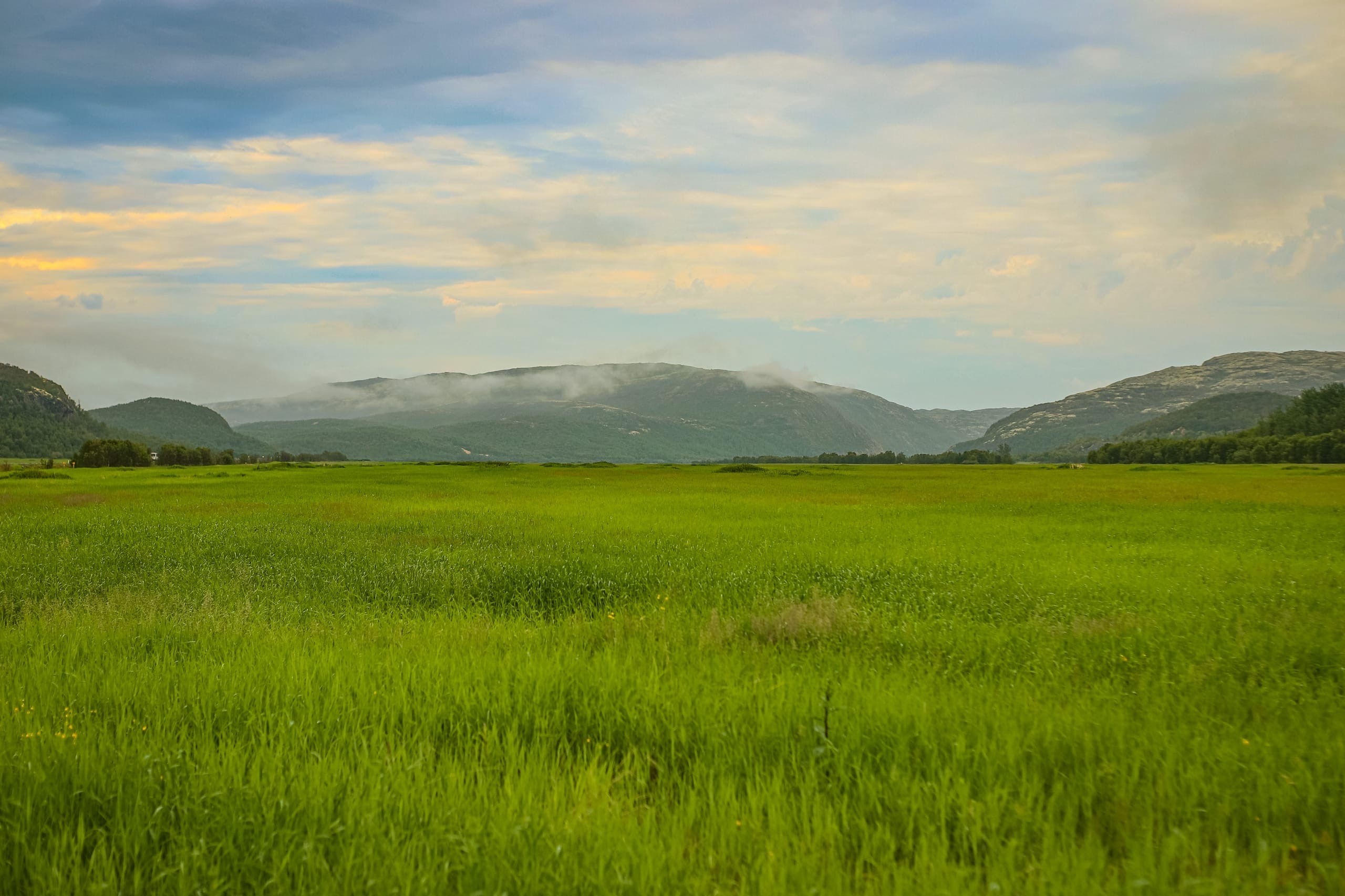 Зеленый луг летом