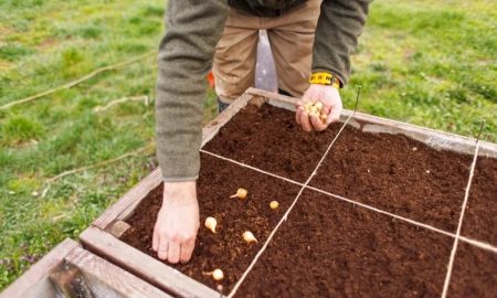 Посадка лука