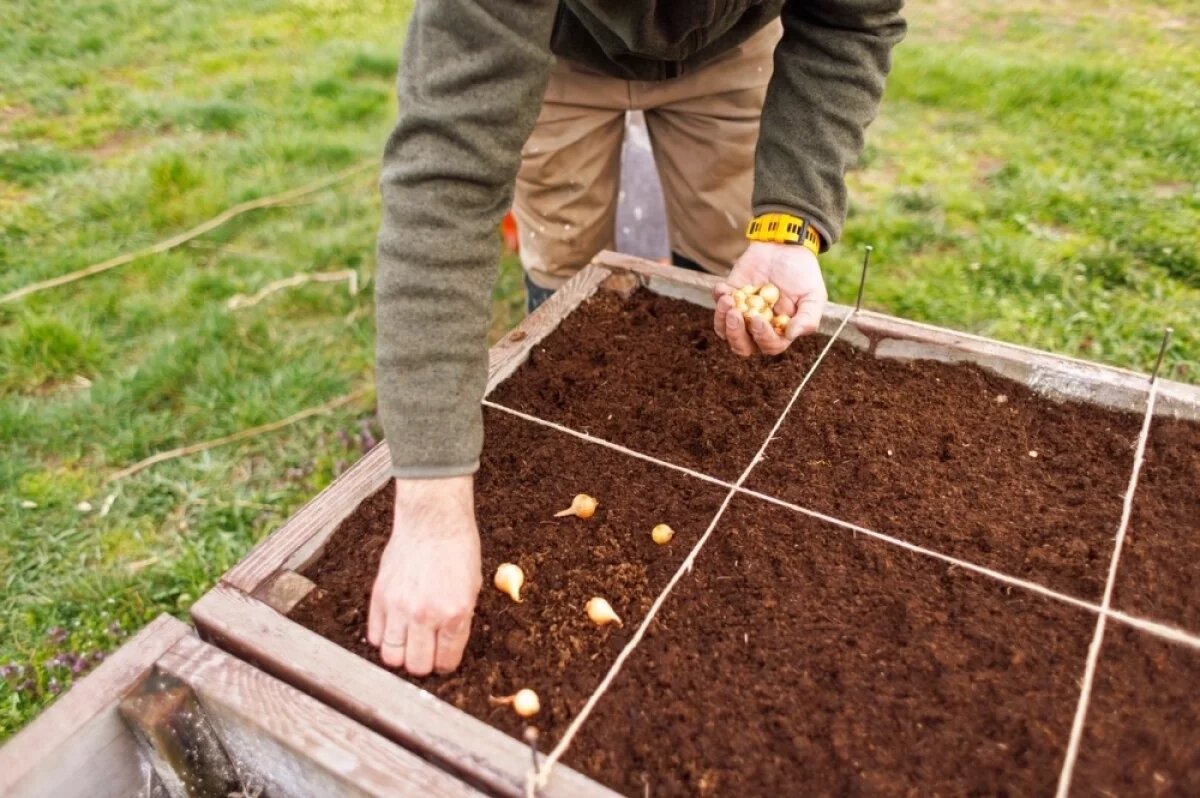 Посадка лука
