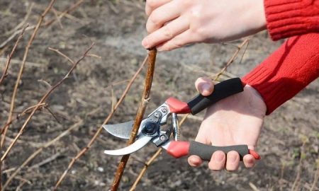 Обрезка малины