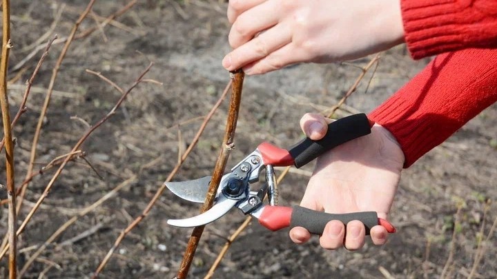 Обрезка малины