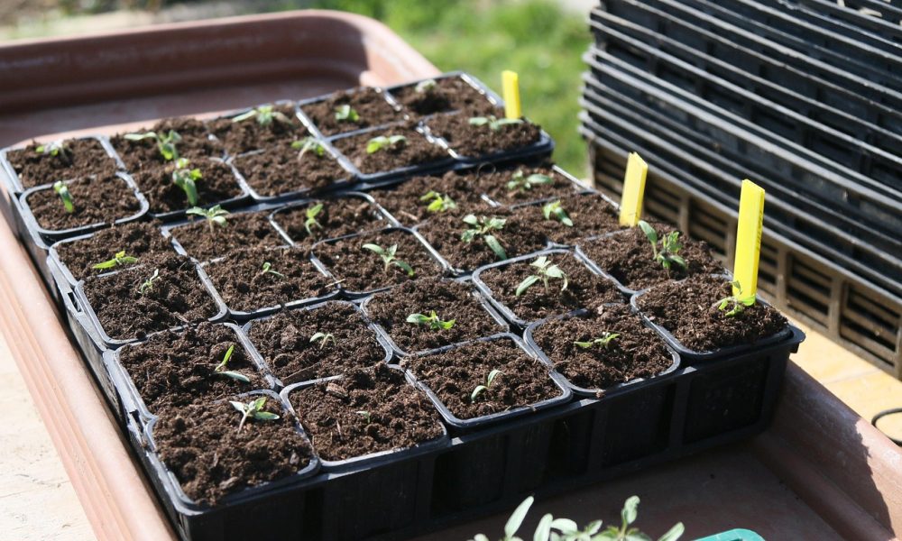 Рассада помидоров