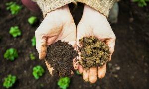 Навоз в руках