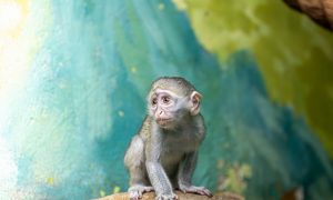 Детеныш зеленой мартышки