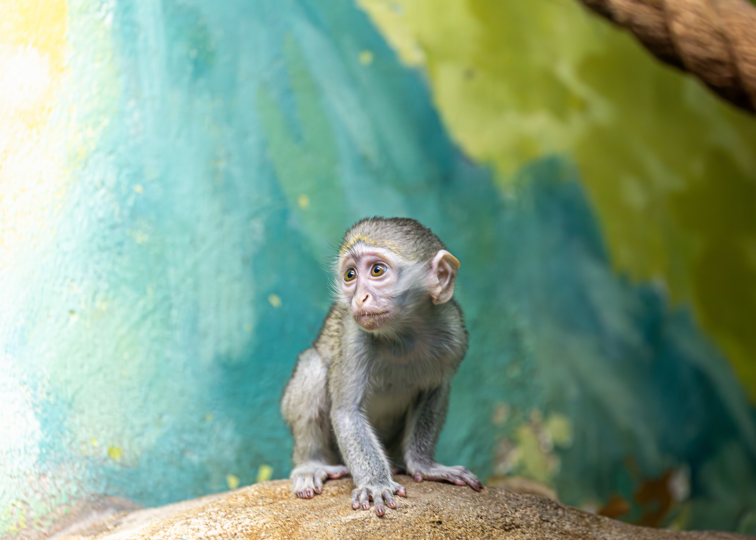 Детеныш зеленой мартышки