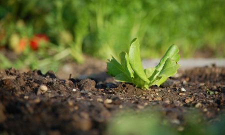 Лист салата