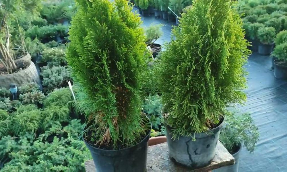 Туя западная